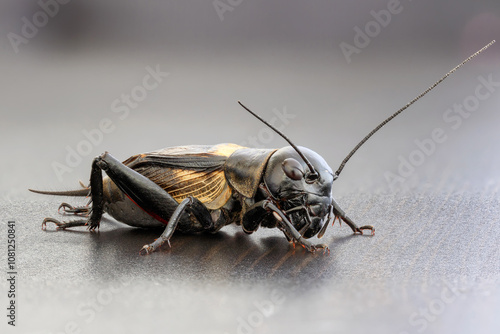 Very close macro photo of a black field cricket up close showing every detail on nice bokeh background