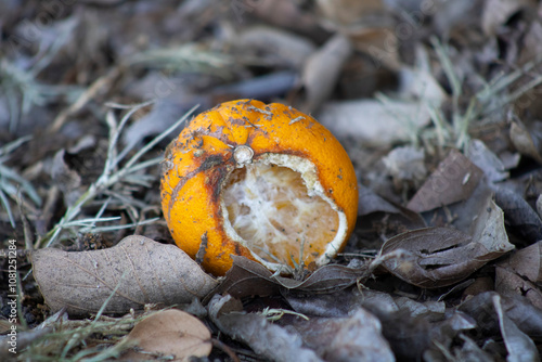 rotted orange citrus fruit on ground