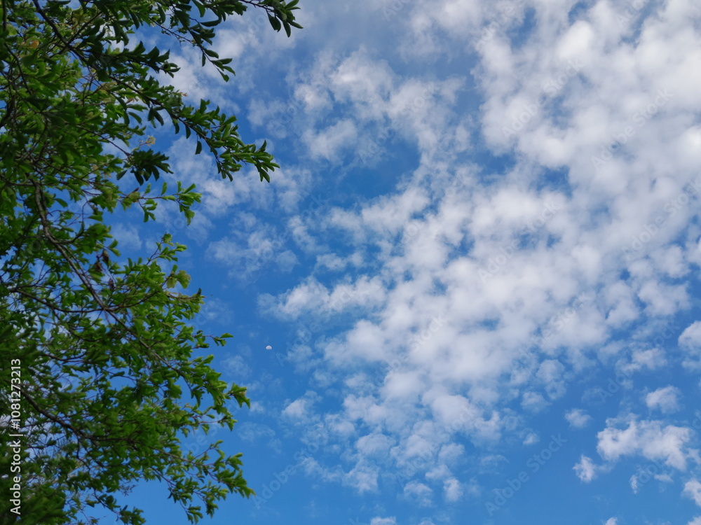 Clear Blue Sky Framed by Tree Leaves Clear Blue Sky Framed by Tree Leaves