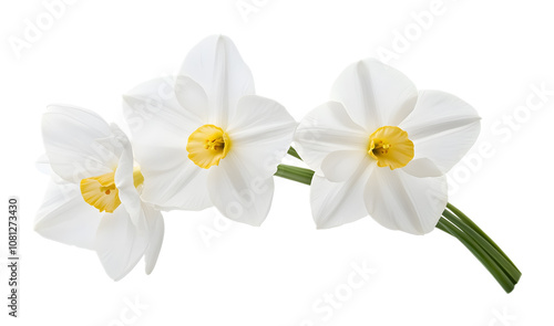 White narcissus flower on a transparent background. isolated background.