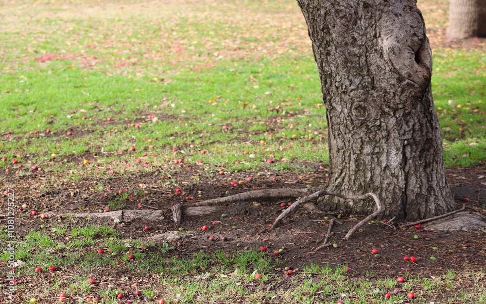 base of tree trunk and roots near fallen red berries base of tree trunk and roots near fallen red berries