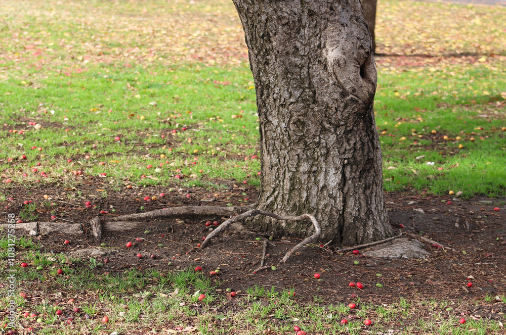 base of tree trunk and roots near fallen red berries base of tree trunk and roots near fallen red berries