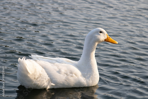 white duck floating on blue water
