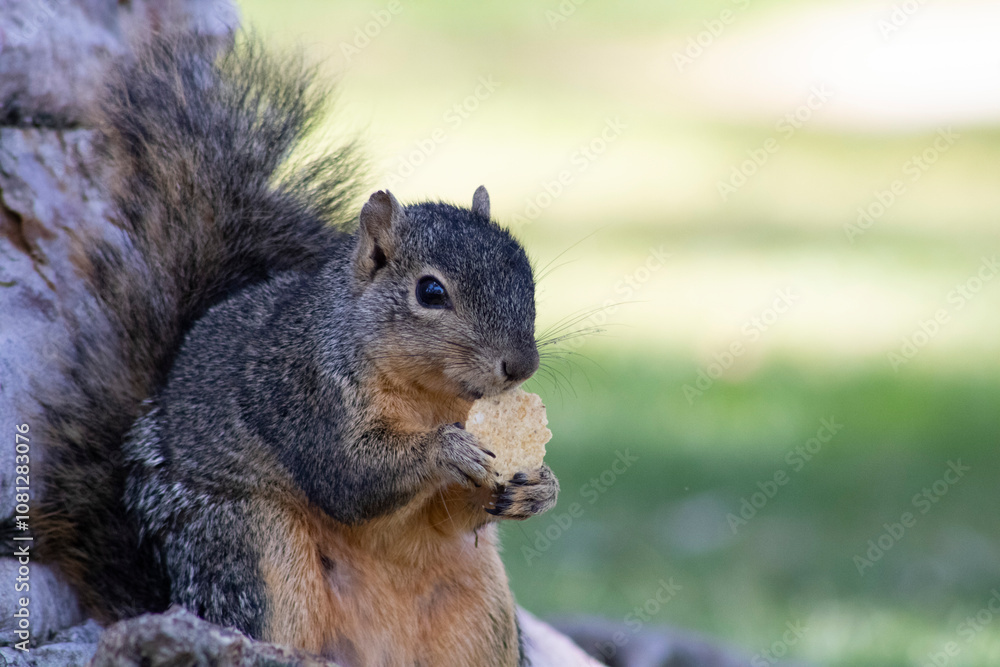 furry brown squirrel eating food furry brown squirrel eating food