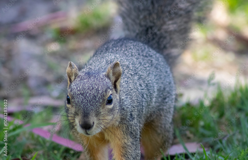 cute woodland squirrel with brown fur cute woodland squirrel with brown fur