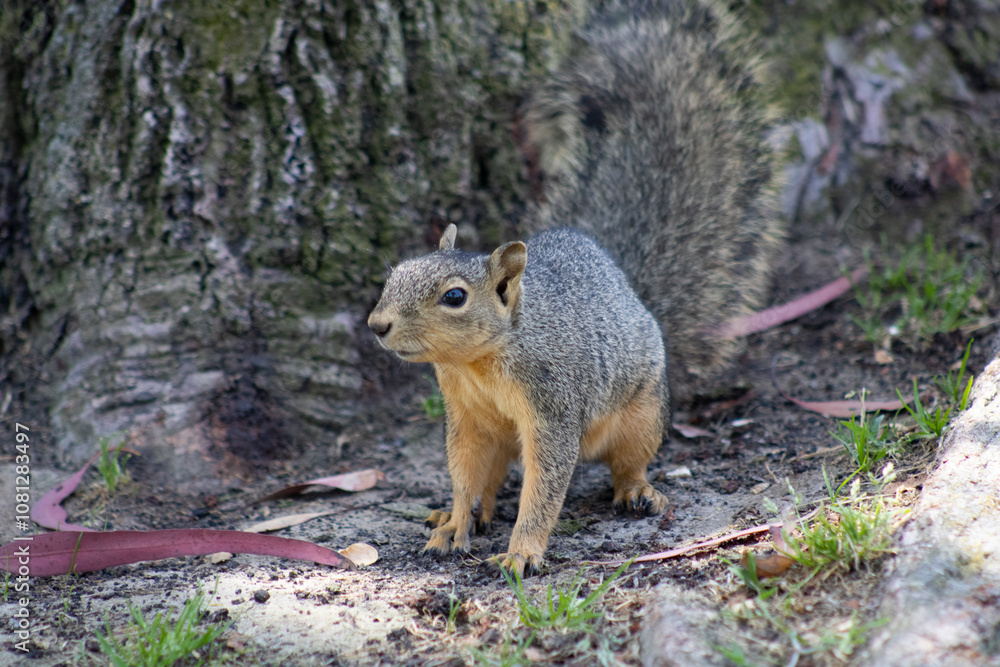 Naklejka premium cute woodland squirrel with brown fur