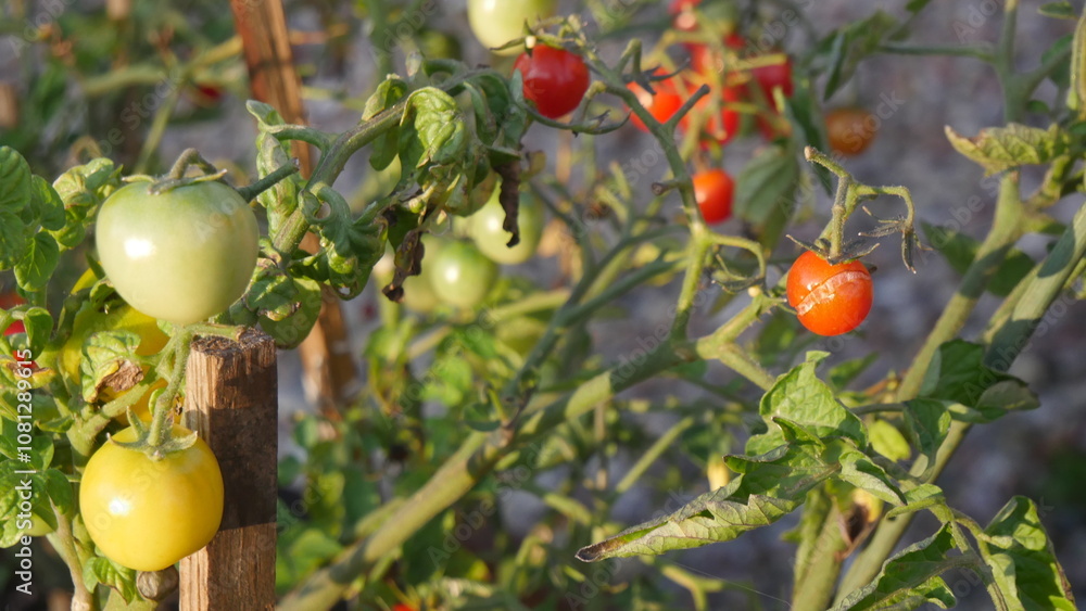Cherry tomatoes on a bush in the garden Cherry tomatoes on a bush in the garden