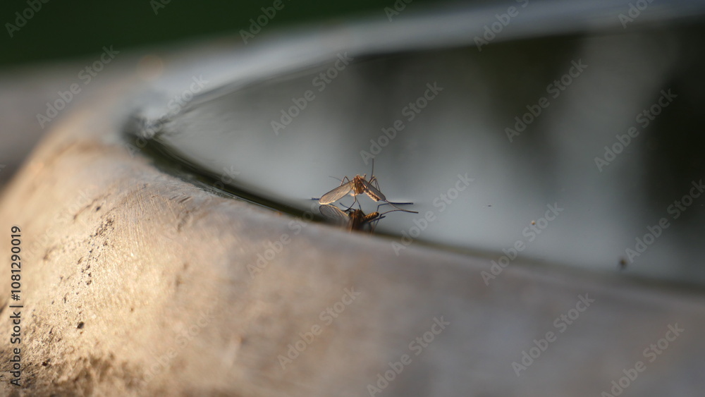 A mirror image of a mosquito in the water A mirror image of a mosquito in the water