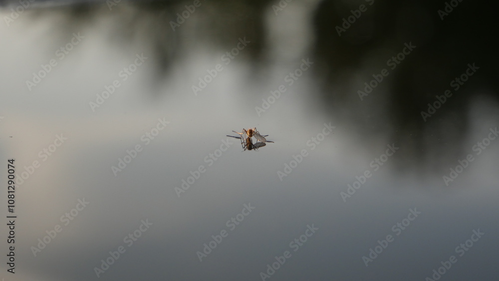 Fototapeta premium A mirror image of a mosquito in the water