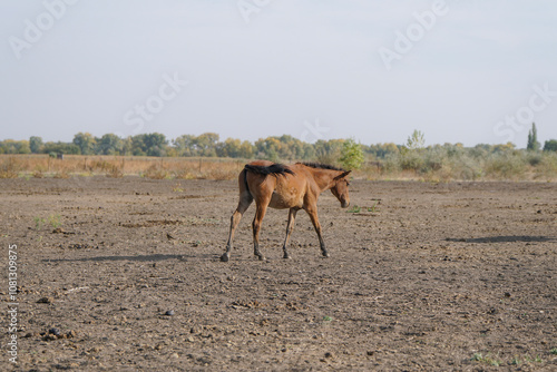 A brown horse stands in a sunlit field with bales of hay in the background during a clear autumn day