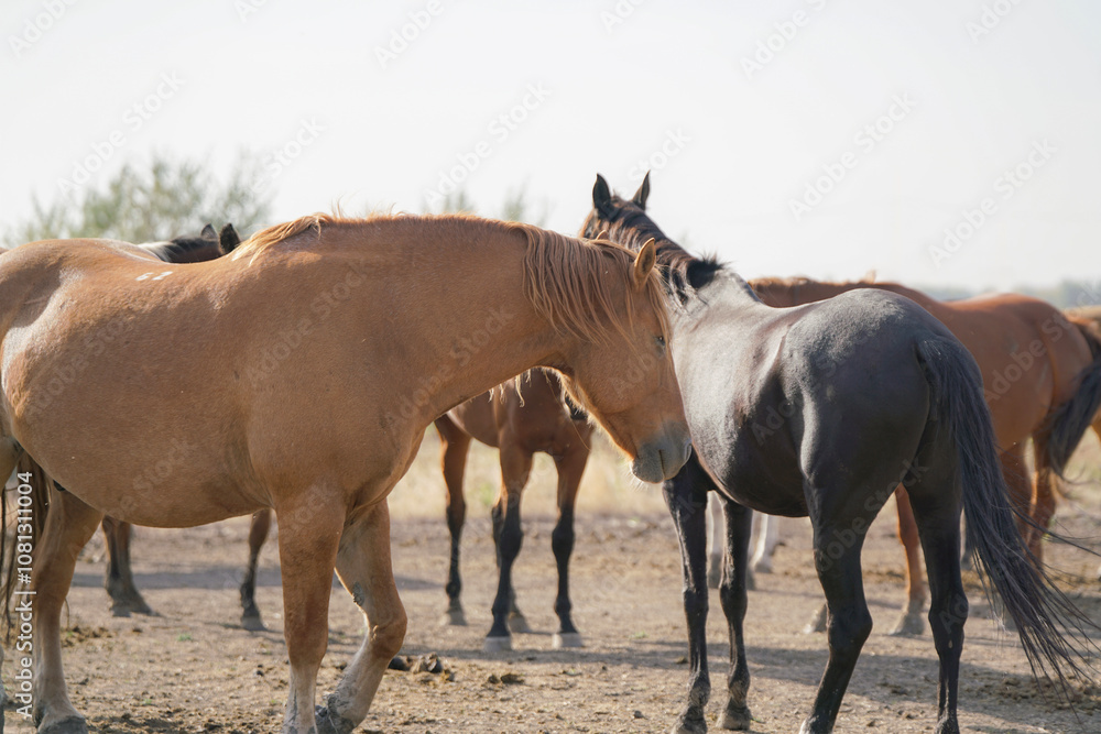 A group of horses stands in a sunlit field on the farm or ranch, enjoying their day. A group of horses stands in a sunlit field on the farm or ranch, enjoying their day.