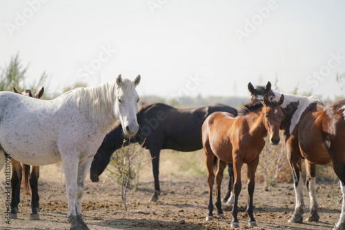 A group of horses stands in a sunlit field on the farm or ranch, enjoying their day.