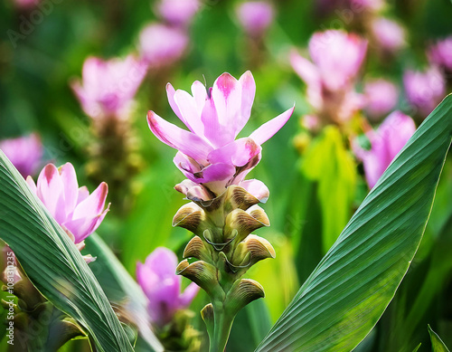 flowers in the mountains, curcuma sessilis, flowers in a wide field, landscape, for natural background photo