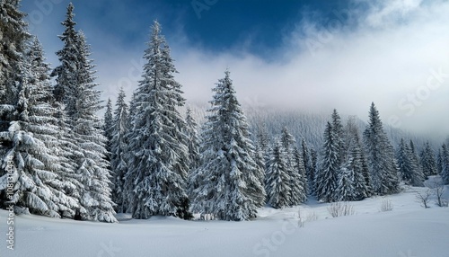 winter landscape with snow covered tall evergreen trees