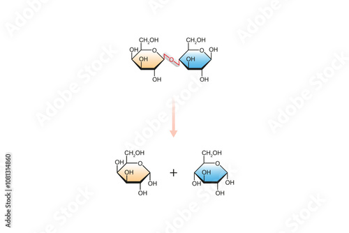 Lactase Enzyme Effect on Lactose Sugar Molecule Science Design. Vector Illustration.