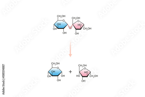 Sucrase Enzyme Effect on Sucrose Sugar Molecule Science Design. Vector Illustration.
