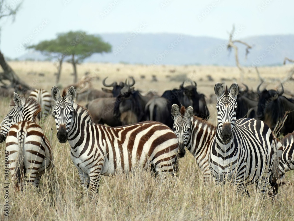 Zebras standing in tall grass on the savannah Zebras standing in tall grass on the savannah