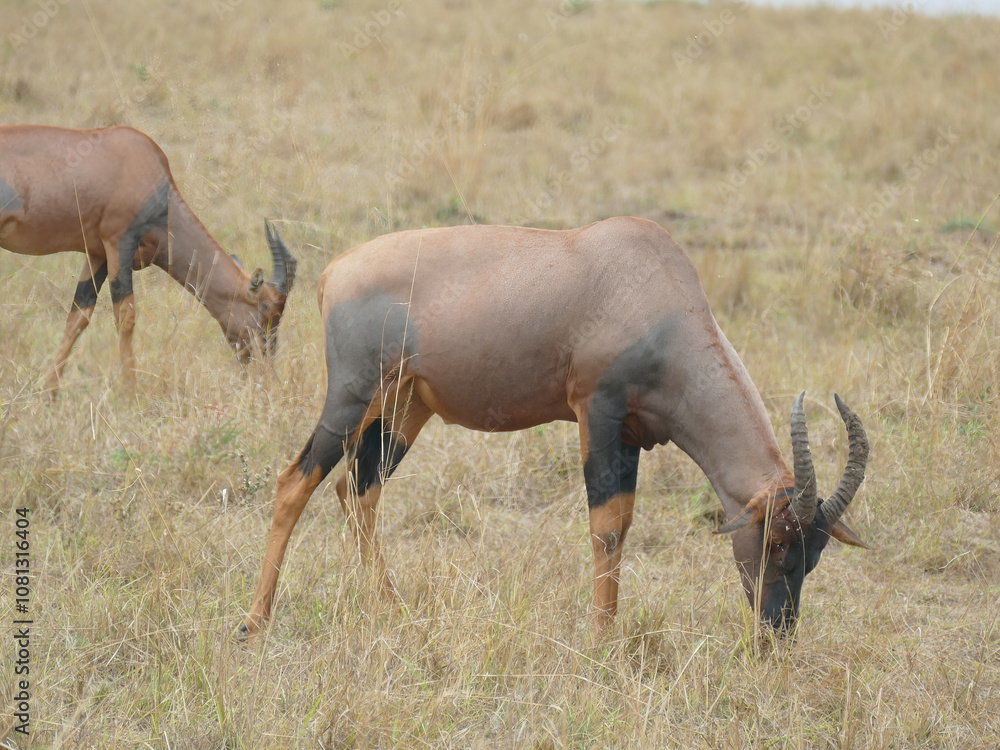 Naklejka premium Topi antelope grazing in dry grassland of african savanna