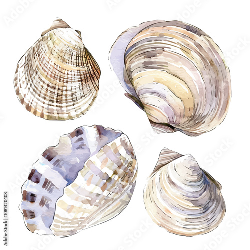 A watercolor of a set of clamshells, isolated on a white background. Clamshells vector.