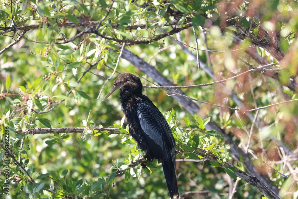 Anhinga Bird Sitting on a Branch Sanibel Island Florida Anhinga Bird Sitting on a Branch Sanibel Island Florida