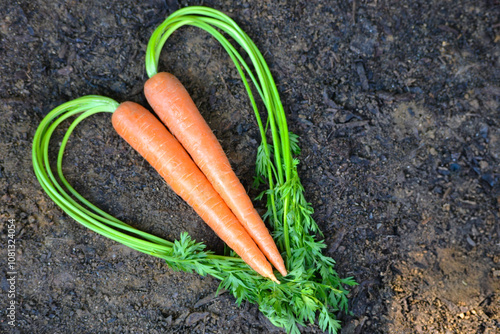 Love for Vegetables: Heart-Shaped Carrots with Green Tops