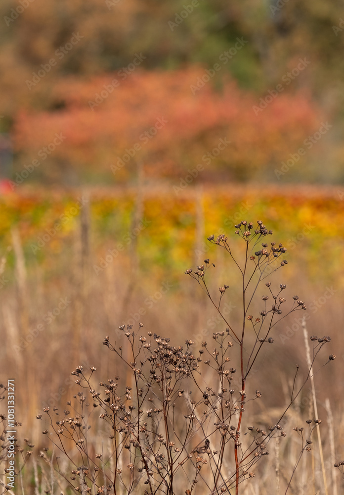 Obraz premium Stunning deep autumn colours on display at Wisley garden, Woking, Surrey UK. 