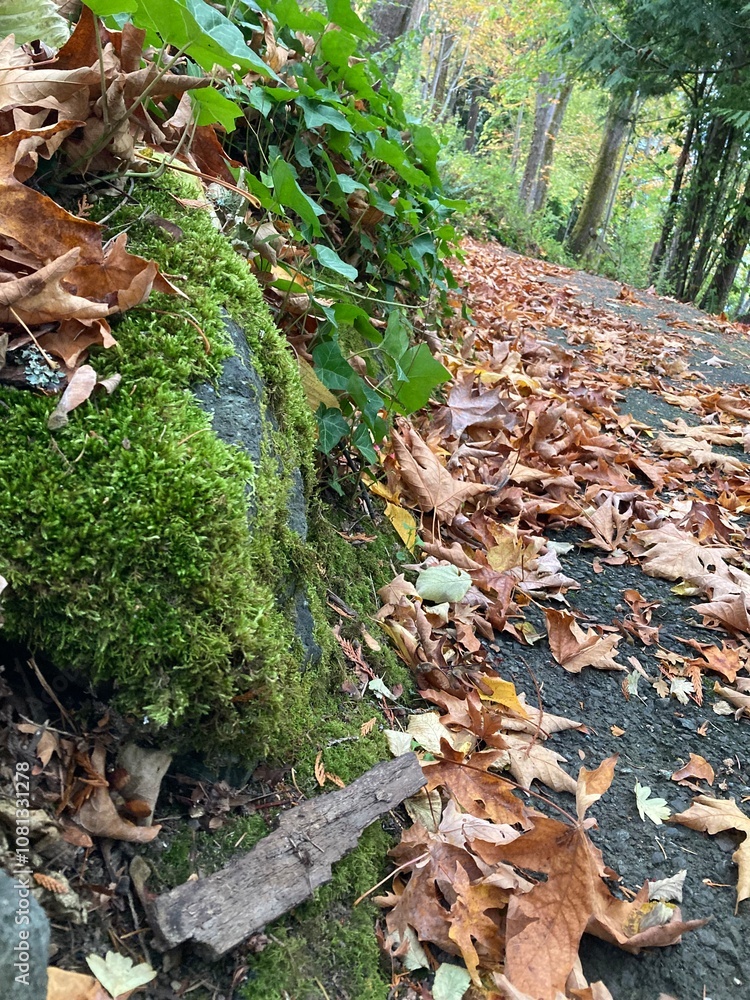 Obraz premium Mossy Rocks