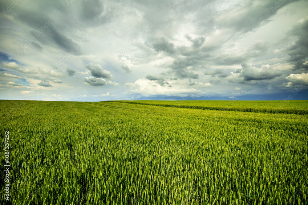Expansive green wheat field stretching under a dramatic cloudy sky, depicting rural beauty Expansive green wheat field stretching under a dramatic cloudy sky, depicting rural beauty