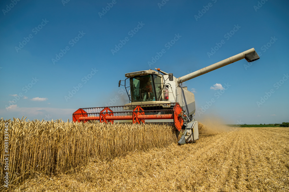 Fototapeta premium Harvesting wheat with modern combine harvester