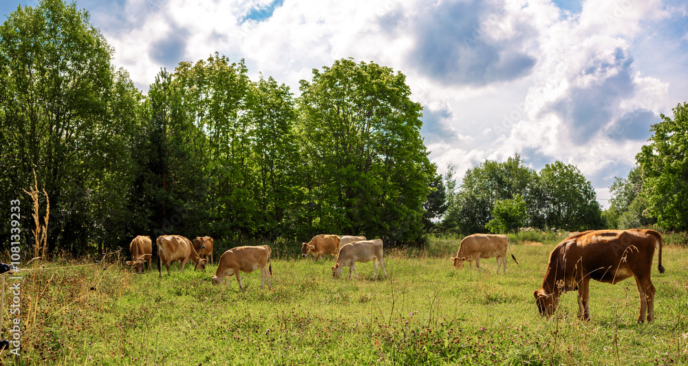 Brown cows graze on green meadow near forest on summer day, close-up. High quality photo Brown cows graze on green meadow near forest on summer day, close-up. High quality photo
