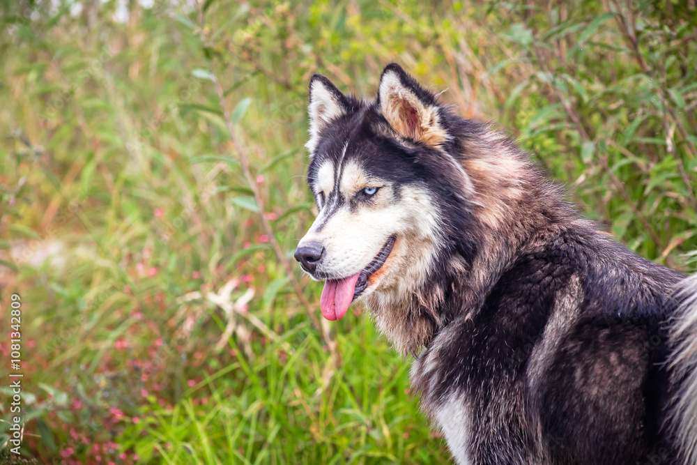 Siberian husky in nature with blurred background Siberian husky in nature with blurred background