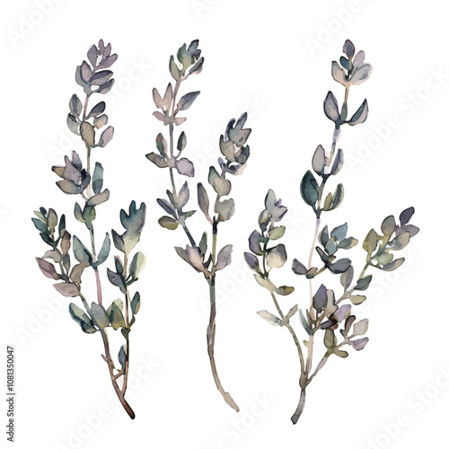 A watercolor painting of thyme sprigs, isolated on a white background. Thyme sprigs vector.