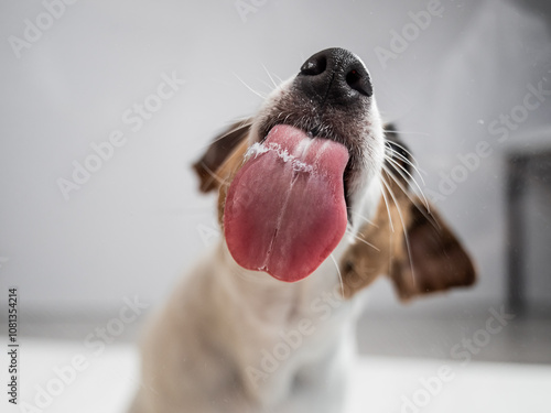 Φωτογραφία Jack Russell Terrier dog licking transparent glass on white background