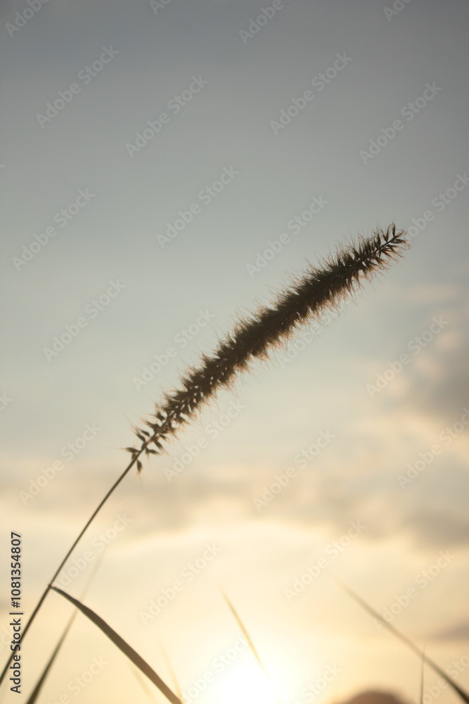 sillhouette wild grass