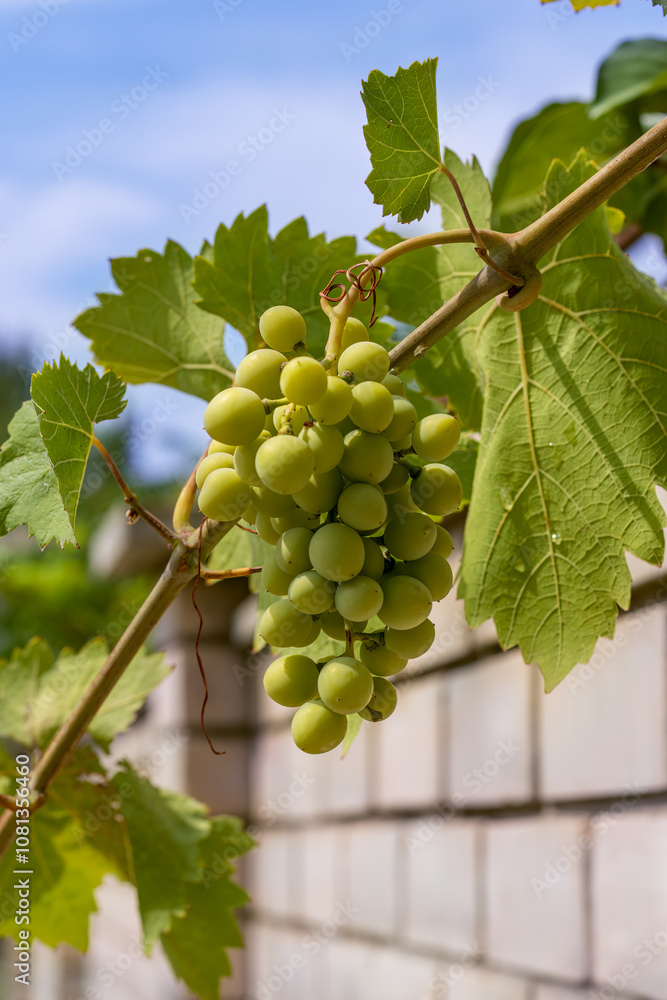 Bunch of white grapes hanging from vine. Viticulture, growing grapes. Bunch of white grapes hanging from vine. Viticulture, growing grapes.