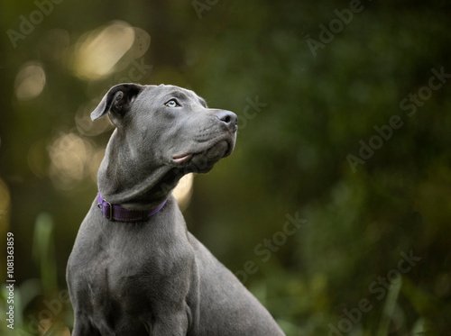 Grey dog in woods looking up