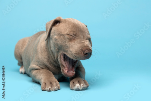 light grey puppy laying on floor yawning on blue studio background