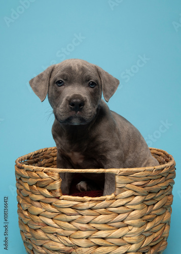 Dark grey puppy sitting in basket looking off on blue background in studio
