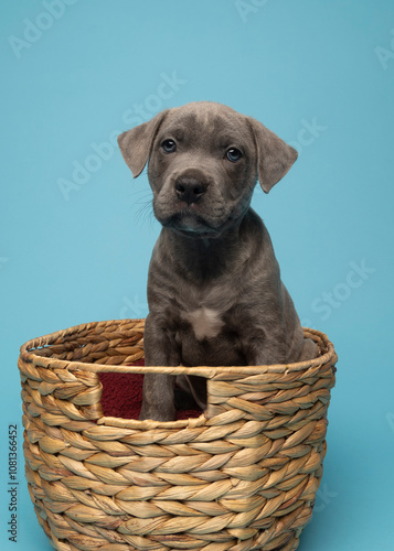 Grey puppy sitting in basket looking in camera on blue background in studio