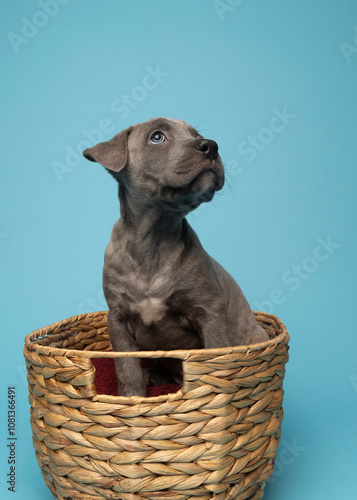 Grey puppy sitting in basket looking off on blue background in studio