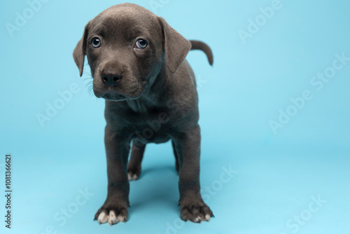 Grey puppy standing on blue background looking into camera