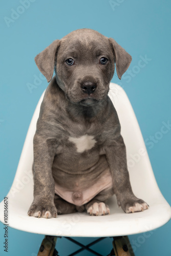 Grey puppy on white chair with blue background