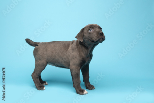 Grey puppy standing on blue backdrop in studio