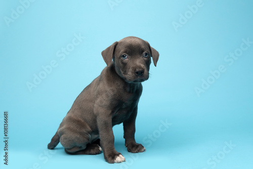 Grey puppy sitting on blue studio backdrop