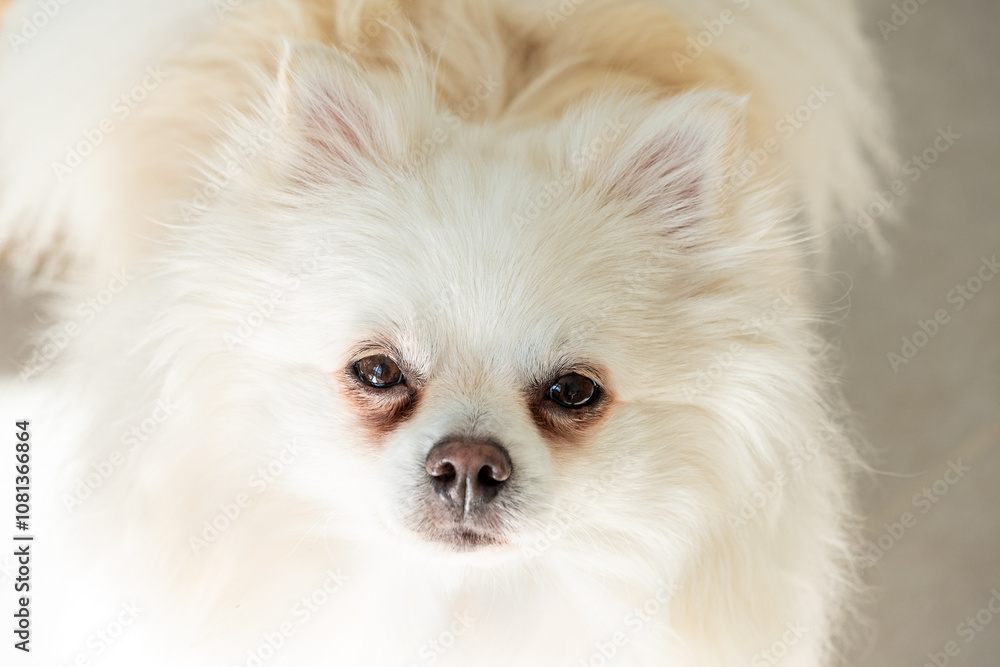 Fluffy white Pomeranian looking directly at the camera with a curious expression in a well-lit indoor setting during daylight Fluffy white Pomeranian looking directly at the camera with a curious expression in a well-lit indoor setting during daylight