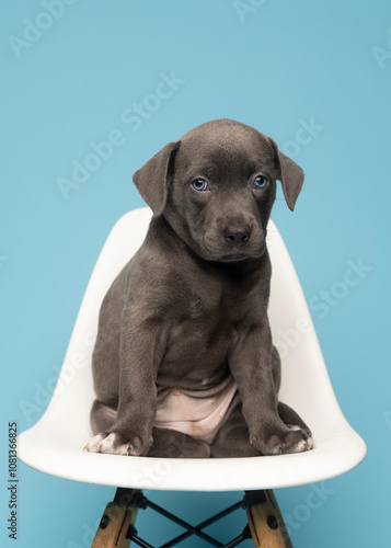 grey puppy looking straight ahead while sitting on white chair on blue background