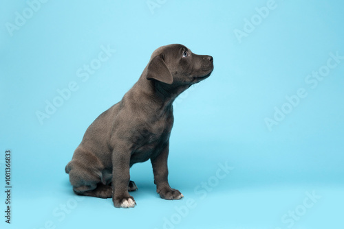 grey puppy sitting on blue background in studio looking sideways