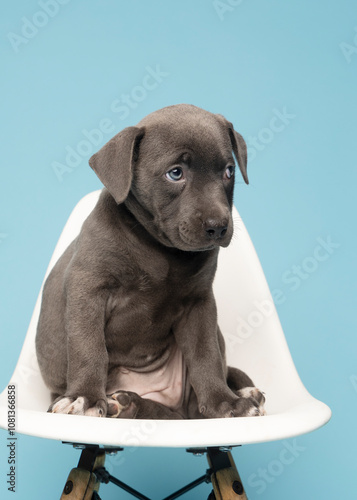 cute grey puppy looking adorable while sitting on a white chair on blue background