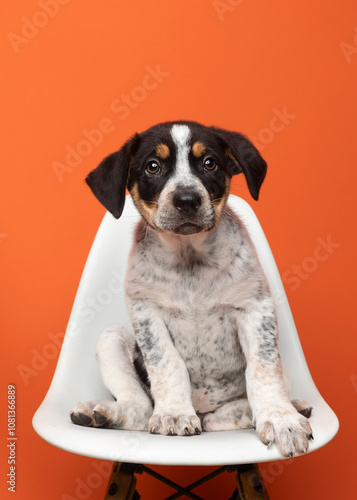 cute tri-color puppy sitting on white chair on orange background