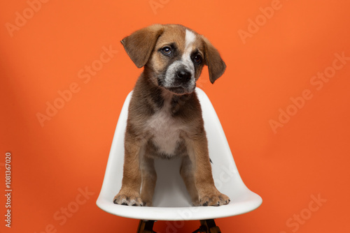 cute labrador puppy on white chair on orange background